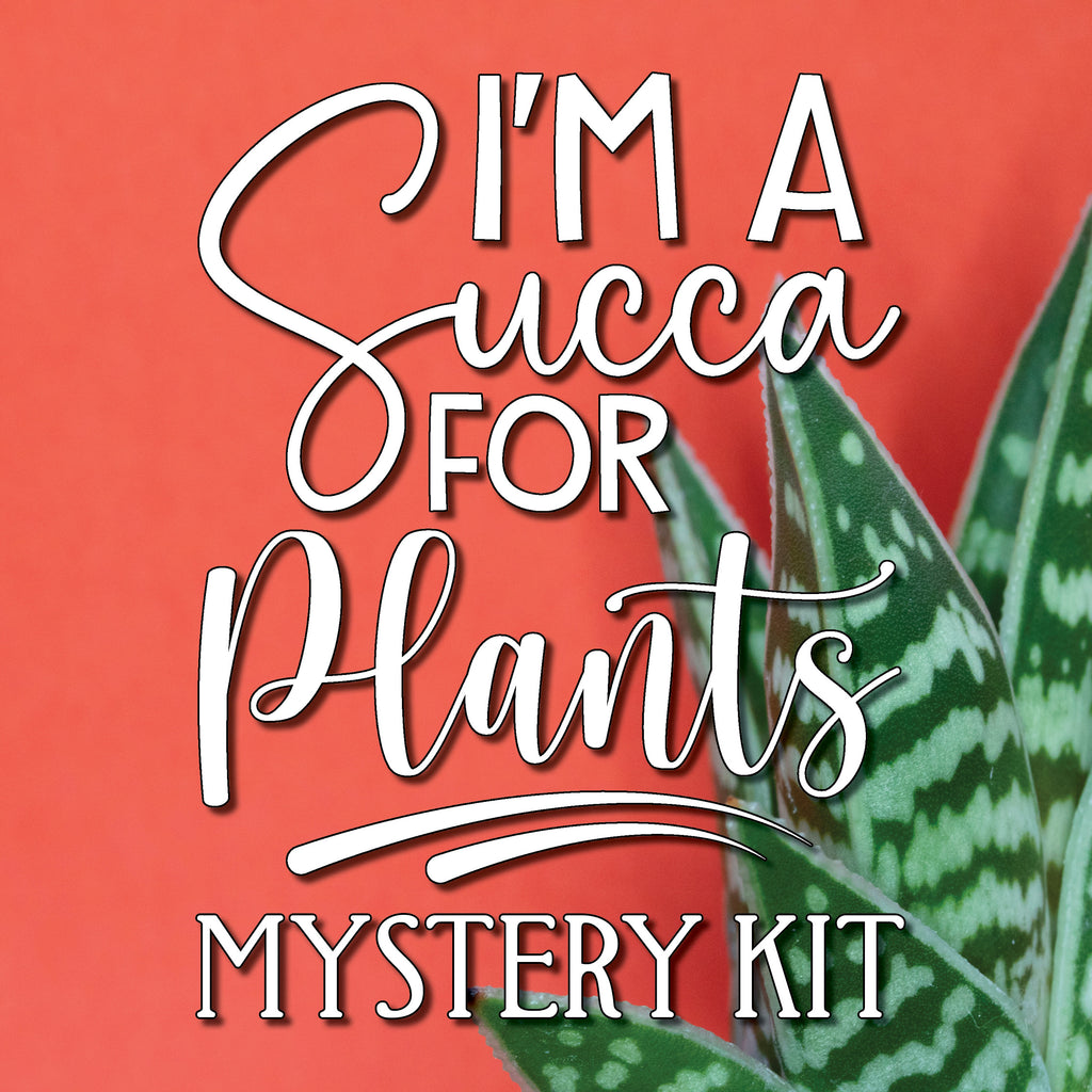 Succulent Love: A Mystery Cross Stitch Kit